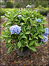 Endless Summer Hydrangea